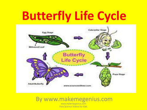 Butterfly Life Cycle