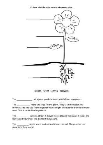 Printables Parts Of A Plant Worksheet parts of a plant by chocolatebuttongirl teaching resources tes