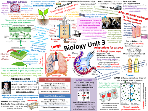 B3 Aqa Biology Revision Posters New Spec Teaching Resources 6962