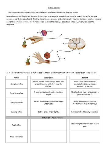 Reflex arc worksheet - C21 B6 | Teaching Resources
