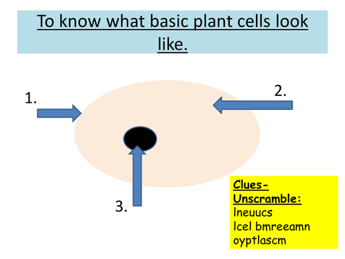 Plant cells