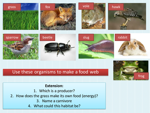 Who eats who: food webs and predator/prey Biology Diagrams