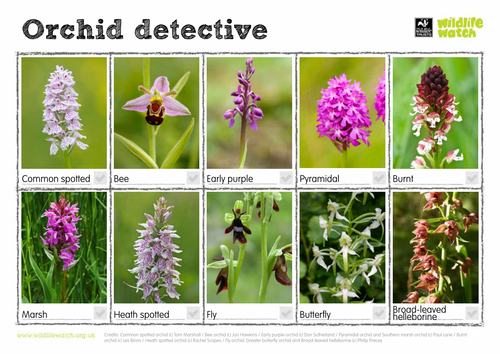 Spotting Sheet - Orchid detective