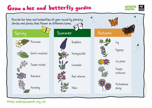 Grow a bee and butterfly garden