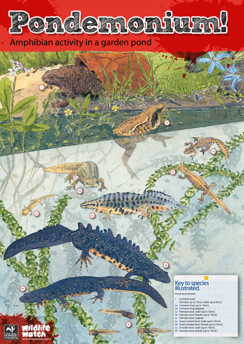 Amphibians 'Pondemonium'  Poster