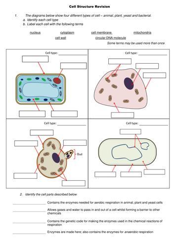 Amoeba Sisters Video Recap Biomolecules Table Answers ...