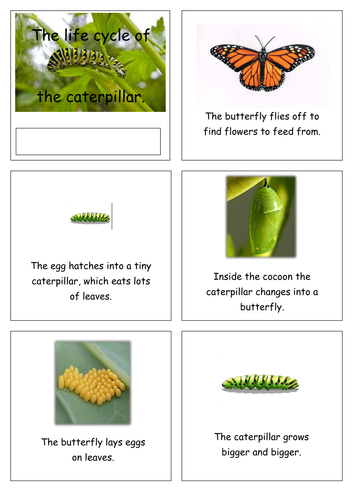 life cycle of the caterpillar sequence sheet. | Teaching Resources