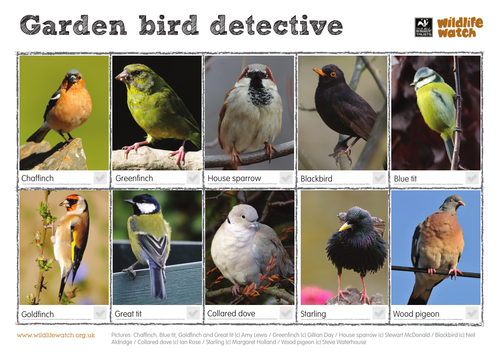 Garden Bird Spotting Sheet