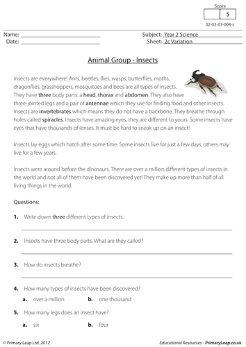 KS1 Science resource: Variation - Insects