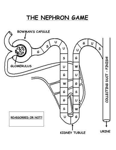 The Nephron Game