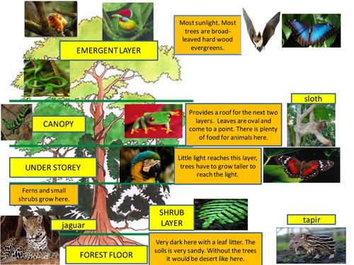 Tropical Rainforest learning mat