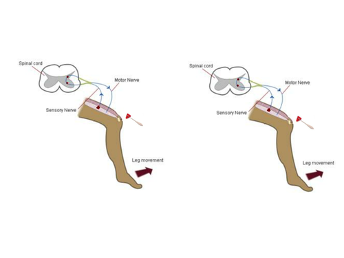 New Edexcel GCSE - Cells and Control: Lesson 23- Reflex arc by