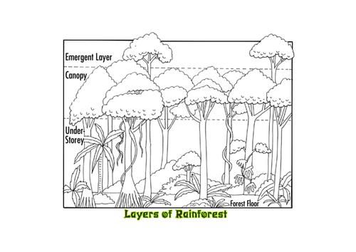 Worksheets Layers Of The Rainforest Worksheet layers of the rainforest by sbarrett05 teaching resources tes picture docx