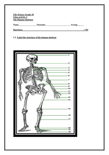 The Human Skeletal system | Teaching Resources