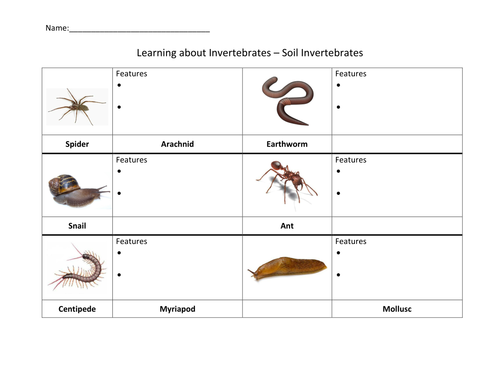 invertebrates classification worksheet