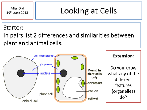 Cheek cells practical