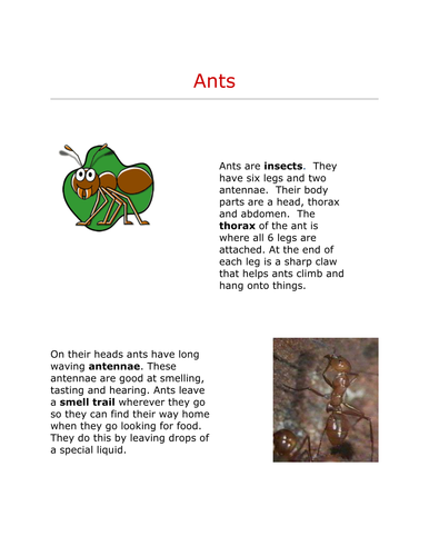 Ants