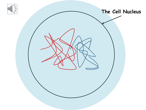 Mitosis animation