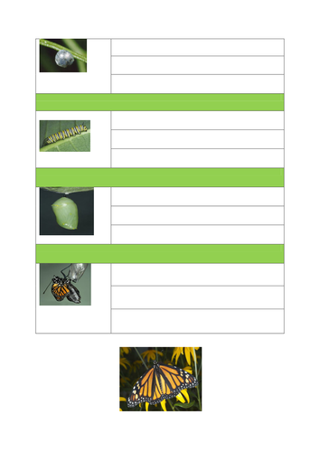 simple writing frame for life cycle of butterfly