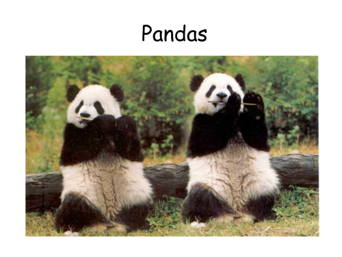 Pandas