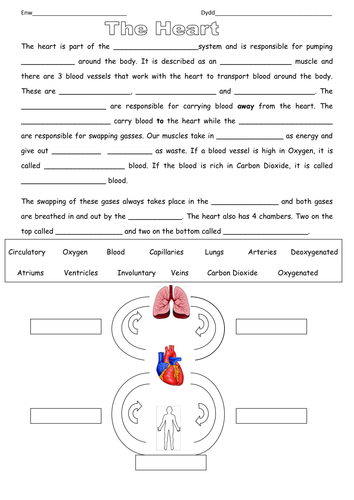 The heart and circulatory system cloze procedure