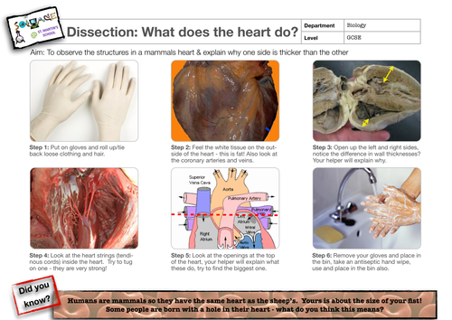 Heart dissection sheet by raj.nandhra - Teaching Resources - TES