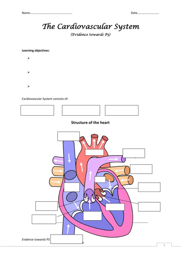 Cardiovascular worksheet | Teaching Resources