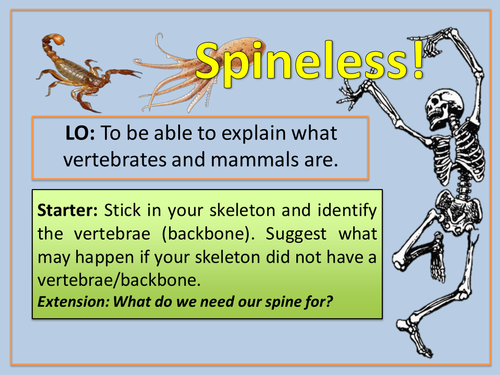 Spineless - The skeletal system and function