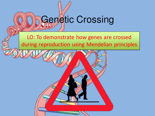 Mendel & Genetic Crossing