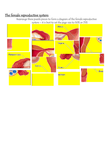 BTEC Level 2 - Unit 10 (Living Body) Assignment 5