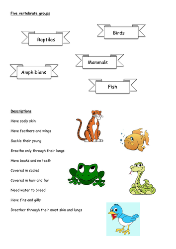 Sheet to construct diagram of vertebrate groups