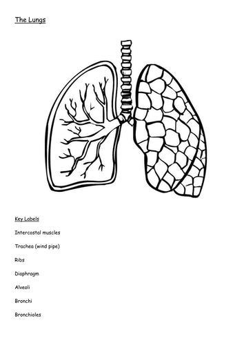 Diagram of the lungs including keywords