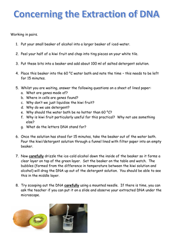 Where are kiwis grown picture