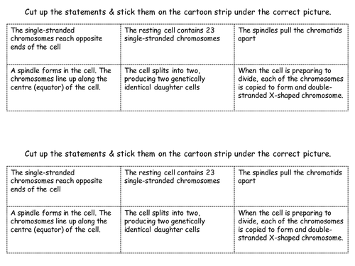 Mitosis cartoon strip differentiated