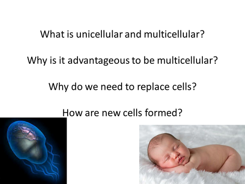 Mitosis and Meiosis PPT