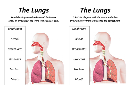 Lungs Lesson with worksheet