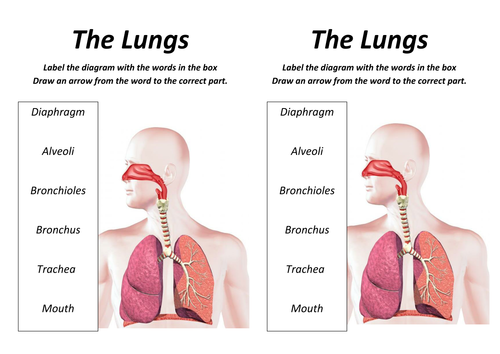 human lungs diagram for kids