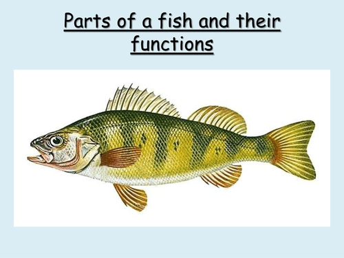 Parts of a fish and their functions