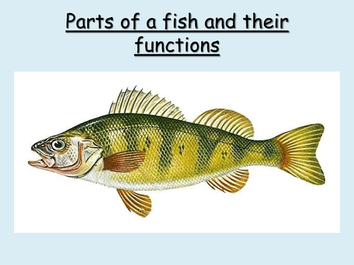 Worksheets Labeling Of Of A Fish Body parts of a fish and their functions by choralsongster teaching preview resource
