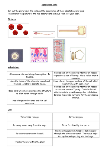 Specialised cells cut and stick activity