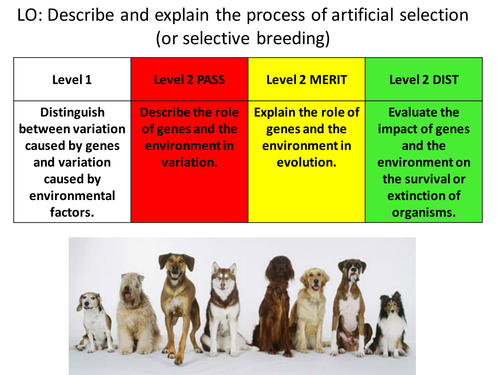KS2, 3 or 4 Biology of Variation 2 - Selection