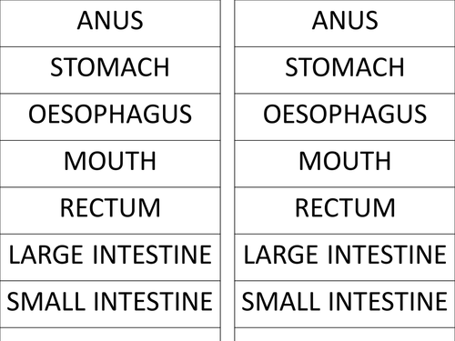 Digestive System Independent Learning Activity