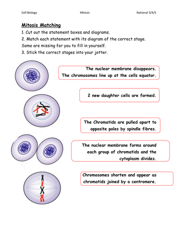 Mitosis Worksheets/Card Sorts by gxb08115 - Teaching Resources - Tes