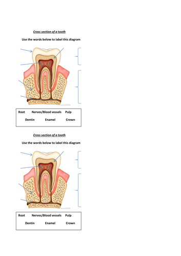 Cross section of a tooth