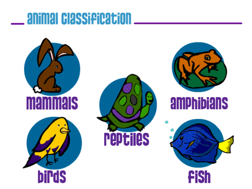 Animal classification | Teaching Resources