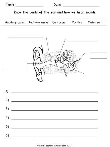 Parts of the Ear and How We Hear Lesson Plan & Worksheet