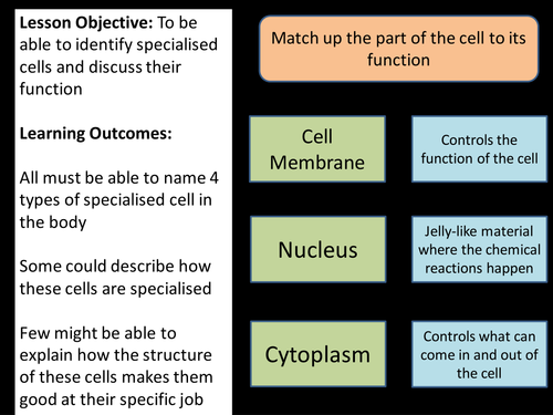 Specialised Cells