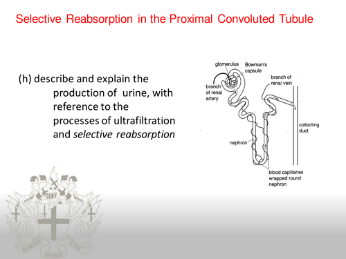 Reabsorption in the PCT