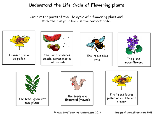 Life Cycle of Flowering plants Lesson Plan and Worksheet