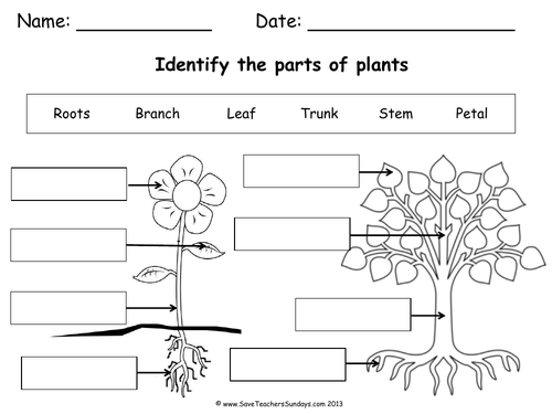 parts of plants worksheets for grade 1
